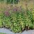 Eutrochium (Eupatorium) maculatum Purple Bush