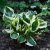 Hosta fortunei Patriot, Blomsterfunkia