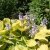Hosta hybr. Zounds, Funkia, P9cm