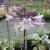 Hosta fortunei Patriot, Blomsterfunkia