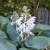 Hosta sieboldiana