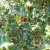 Ilex aquifolium Alaska
