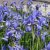 Iris sibirica Perry´s Blue