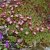 Saxifraga arendsii Peter Pan