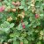 Symphoricarpos x doorenb. Magic Berry