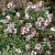 Symphyotrichum (Aster) lateriflorum Horizontale