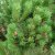 Pinus mugo var. pumilio Fk Sauherad E
