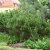 Pinus mugo var. pumilio Fk Sauherad E