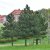 Pinus nigra