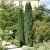 Taxus baccata Fastigiata Robusta