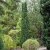 Taxus baccata Fastigiata Robusta