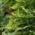Thuja occidentalis Rheingold