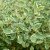 Cornus alba Cream Cracker ® / Bailhalo, Rysk Kornell, busk C3,5