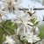 Magnolia stellata