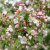 Malus × zumi Professor Sprenger