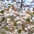 Prunus serrulata Shirofugen