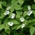 Rhodotypos scandens, Schersminros