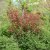 Ribes sanguineum Koja