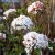 Viburnum x burkwoodii Anne Russell