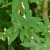Vitex agnus-castus