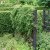 Clematis atragene Blue Tapers E
