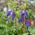 Clematis atragene Blue Tapers E