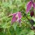 Clematis atragene Columella