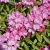 Rhododendron yak. Kalinka, Rododendron