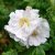 rugosa Henry Hudson, Kanadensisk Buskros