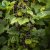 Ribes nigrum Narve Viking ® E, Svarta Vinbär, busk C3,5