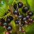 Ribes nigrum Narve Viking ® E, Svarta Vinbär, busk C3,5