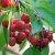 Prunus avium Regina