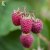 Rubus idaeus Veten E, Hallon, C2