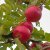 Malus domestica Discovery E