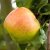 Malus domestica Filippa E