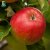 Malus domestica Folke ® E