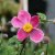 Anemone hupehensis Splendens