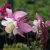 Aquilegia hybr. Spring Magic Rose & White