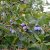 Lonicera caerulea Falun E