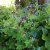 Geranium phaeum