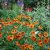 Helenium aut. hybr. Mardi Gras, Trädgårdssolbrud