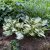 Hosta fortunei Fire and Ice, Blomsterfunkia, P9cm