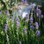 Lavandula angustifolia Dwarf Blue, Lavendel