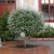 Salix integra Hakuro Nishiki, Japansk Dvärgpil, 180 stam C15