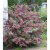 Weigela Bristol Ruby