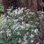 Eurybia (Aster) divaricata