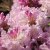 Rhododendron yak. Caroline Allbrook