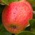 Höstäpple, James Grieve E, stam A2 C10