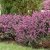 Erica x darleyensis Kramer´s Rote, Darleyljung, P12cm