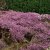 Erica x darleyensis Kramer´s Rote, Darleyljung, P12cm